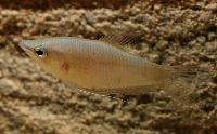 Spaerichthys acrostoma