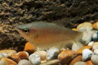 Spaerichthys acrostoma