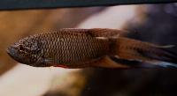 Macropodus spechti f.d. M.concolor