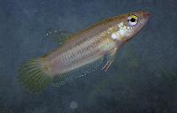 Betta simplex