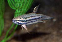 Betta prima