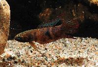 Betta burdigala