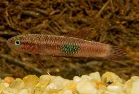 Betta brownorum