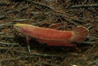 Betta sp. 'Api Api'
