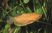 Trichopodus trichopterus