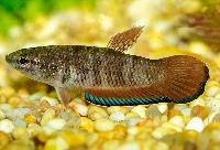 Betta falx