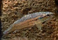 Betta falx