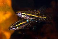 Parosphromenus opallios