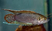 Macropodus opercularis (f.d. M.chinensis)
