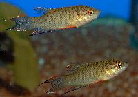 Macropodus spechti