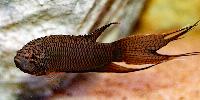 Macropodus spechti