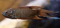 Macropodus spechti