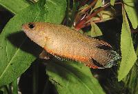 Belontia signata
