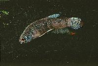 Betta imbellis