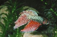 Betta splendens