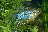 Trichopodus leerii