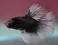 Betta splendens