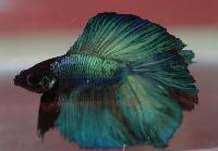 Betta splendens
