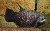 Osphronemus exodon