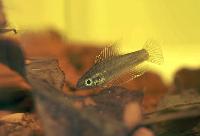 Parosphromenus anjunganensis