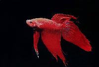 Betta splendens