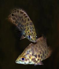 Ctenopoma acutirostre