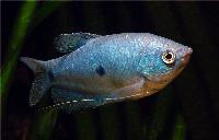 Trichopodus trichopterus