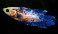 Betta splendens