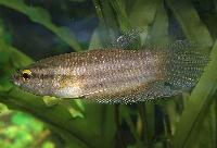 Betta balunga