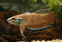 Betta taeniata