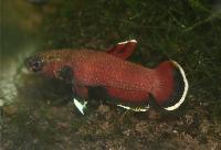 Betta channadoides