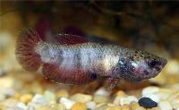 Betta channoides