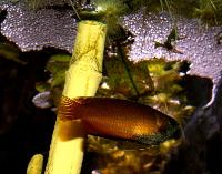 Trichogaster chuna