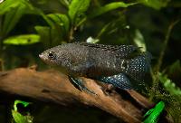 Microctenopoma congicum