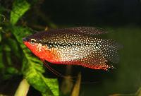 Trichopodus leerii