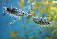 Trichopodus trichopterus