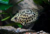 Ctenopoma acutirostre