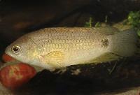 Ctenopoma kingsleyae