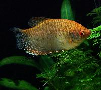 Trichopodus trichopterus