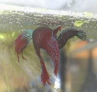 Betta splendens