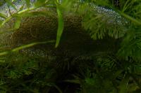 Trichogaster lalius
