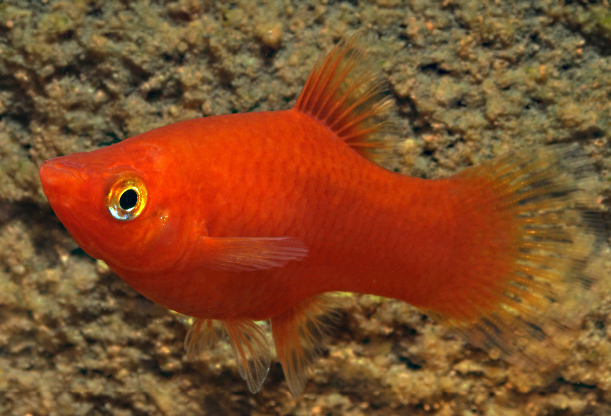 Xiphophorus maculatus, röd