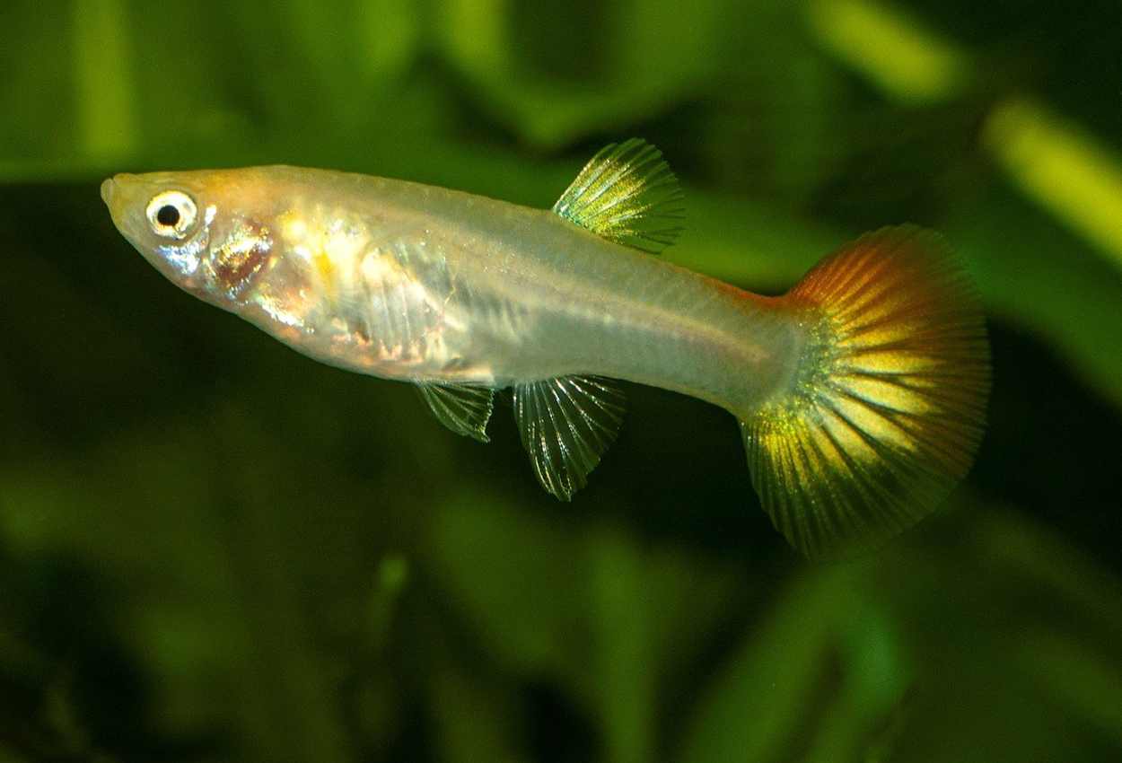 Guppy blond , hona