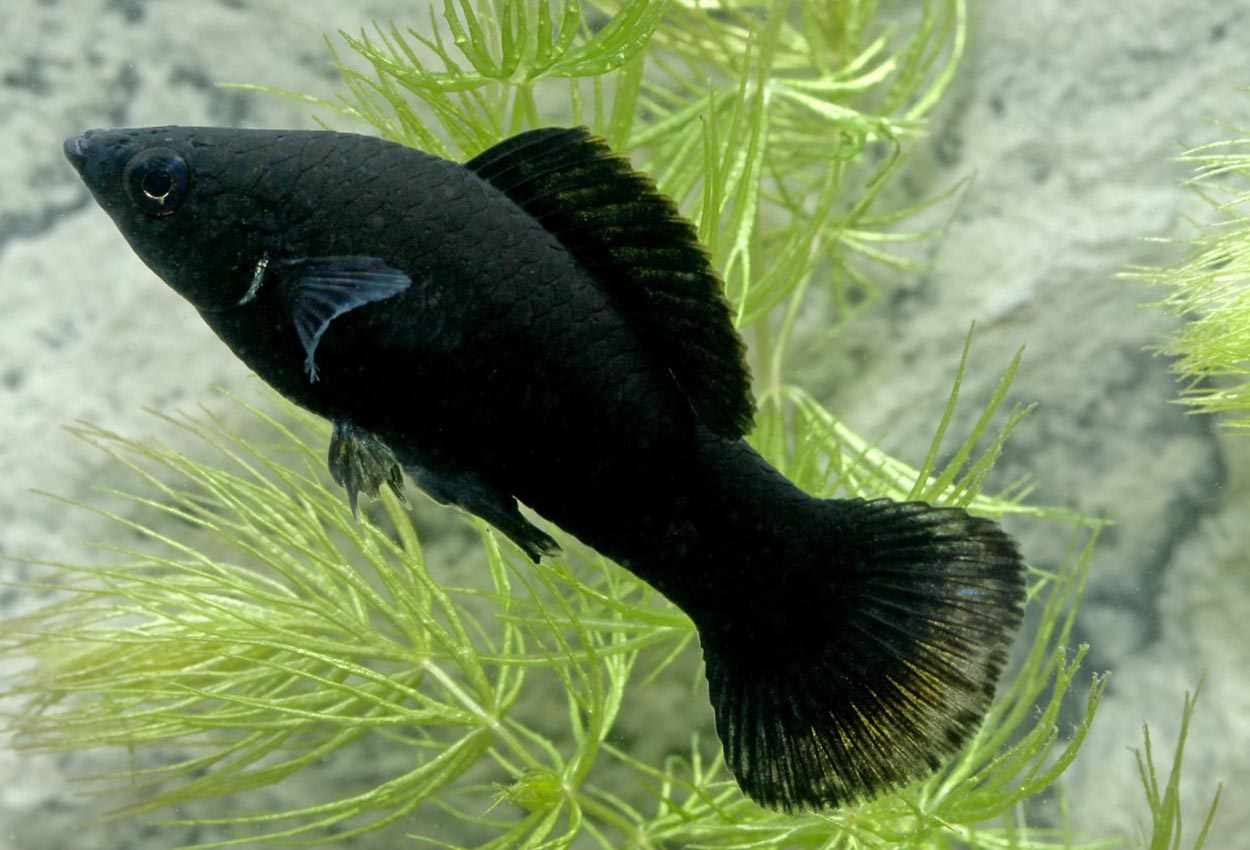 Black molly