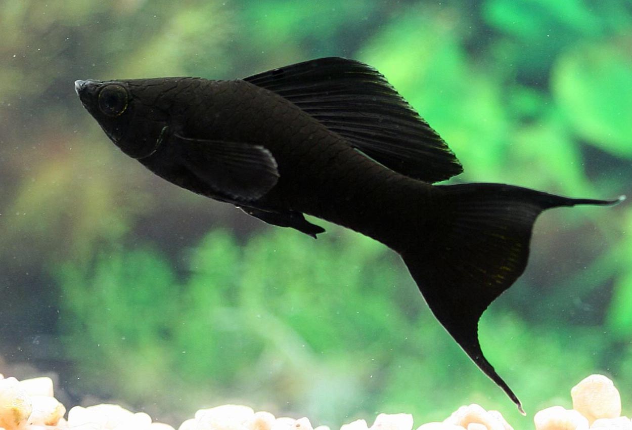 Black molly lyr