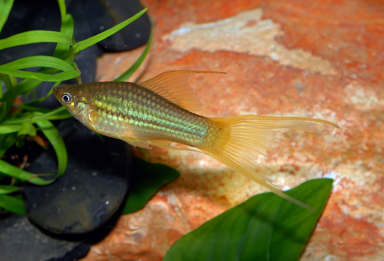Xiphophorus hellerii, hifin pineapple