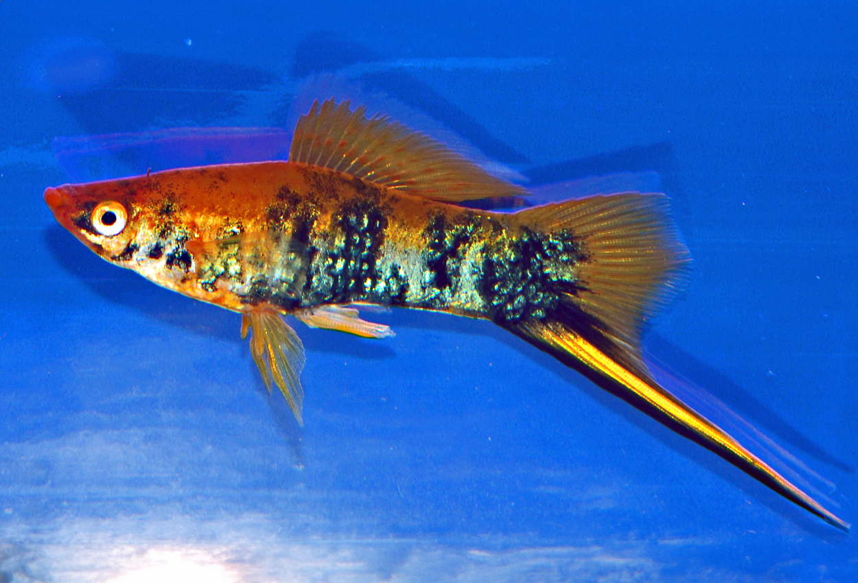 Xiphophorus hellerii, tricolor