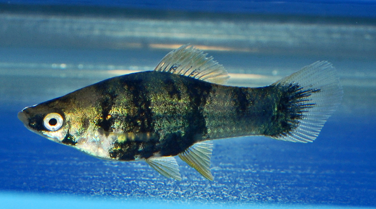 Xiphophorus hellerii, svart 