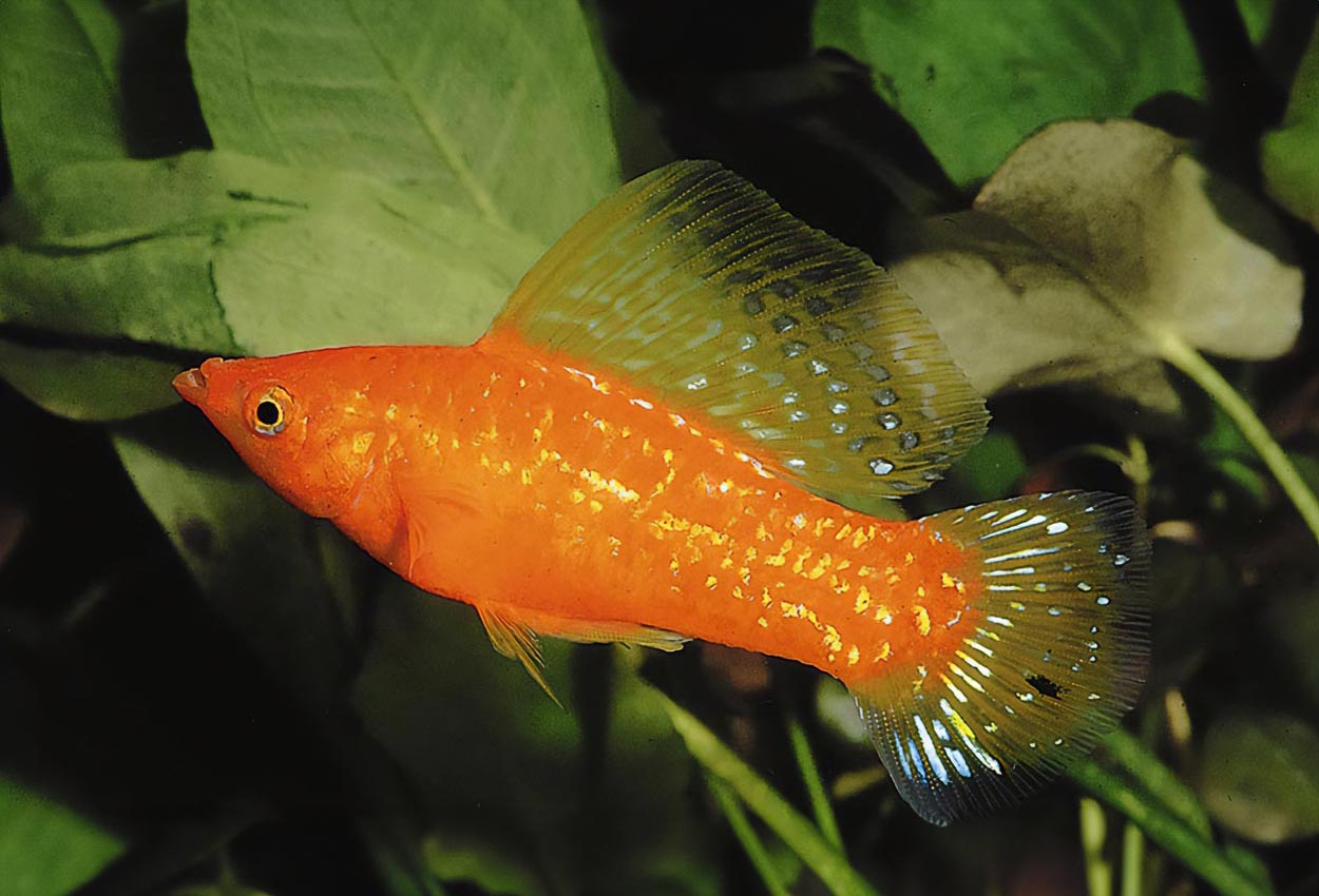 Poecilia velifera