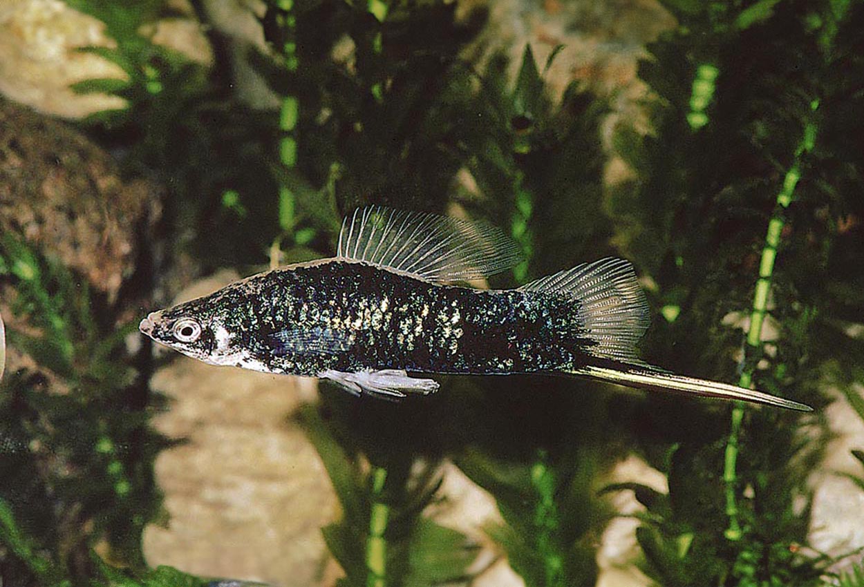 Xiphophorus hellerii, svart
